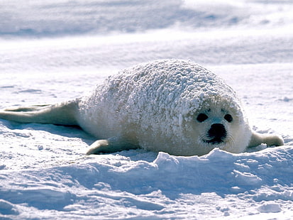 focas, animais, natureza, neve, branco, bebê animais, HD papel de parede HD wallpaper