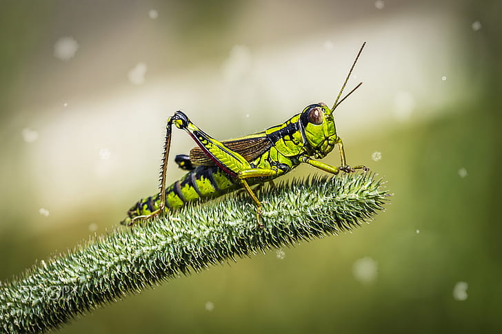 hijau, serangga, belalang, belalang, Wallpaper HD