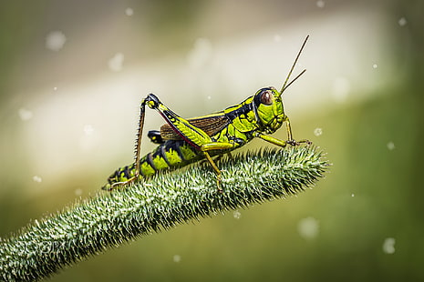зеленый, насекомое, кузнечик, саранча, HD обои HD wallpaper