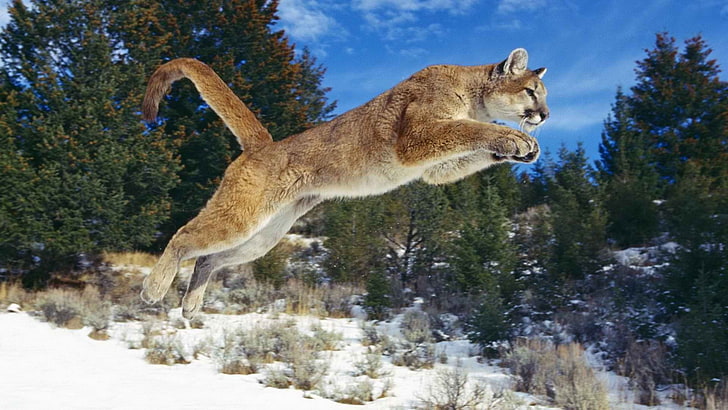 animals, cougar, HD wallpaper