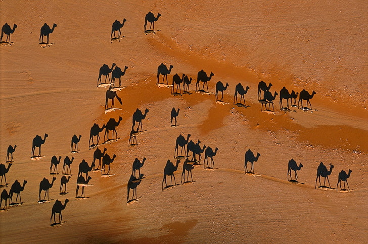 camels, desert, animals, HD wallpaper