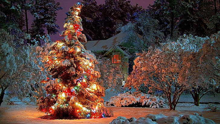 snow, christmas day, christmas eve, snowy, night, christmas lights, holiday, conifer, evergreen, pine, landscape, fir, spruce, tree, christmas, christmas decoration, winter, nature, garden, christmas tree, HD wallpaper