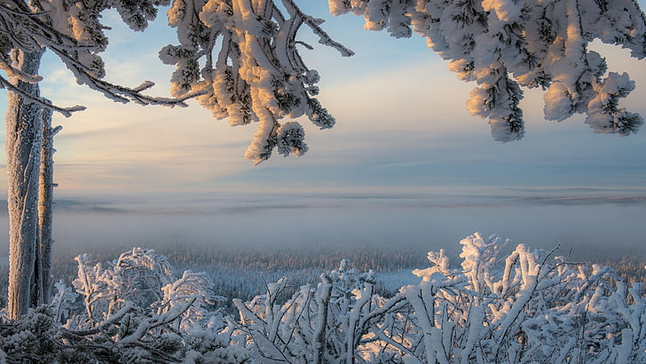 atmosphere, lapland, ylläs, finland, snowy, frozen, ice, pine family, daytime, scandinavia, winter, sunlight, morning, tree, branch, freezing, nature, sky, frost, snow, HD wallpaper