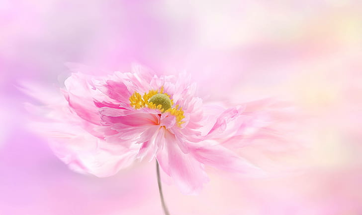bunga, pink, mekar, mekar, peonie, peony, taman, Wallpaper HD