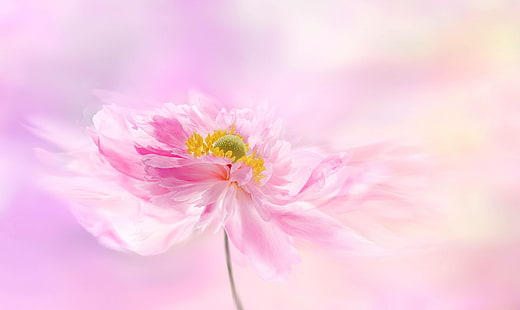 flor, rosa, floración, flor, peonía, peonía, jardín, Fondo de pantalla HD HD wallpaper