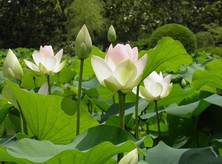 fleurs de lotus blanches et roses, lotus, feuilles, herbes, lumière, Fond d'écran HD