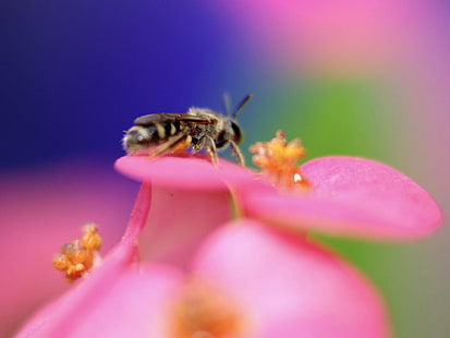 pszczoła, robotnik, Tapety HD HD wallpaper