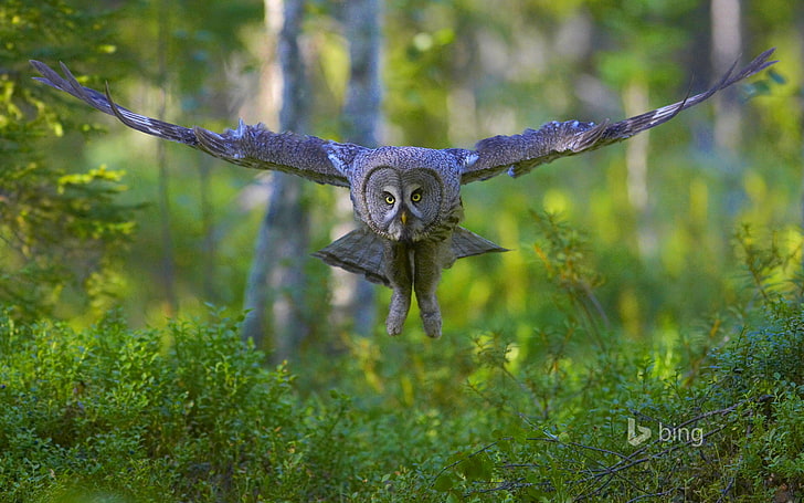 forest, flight, bird, wings, the great grey owl, HD wallpaper