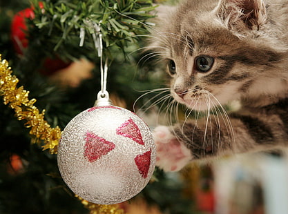 Świąteczne, świąteczne, zwierzęce, kotów, ozdoby świąteczne, Tapety HD HD wallpaper