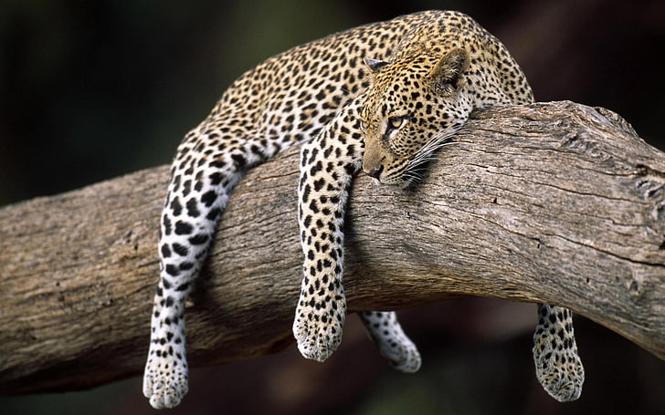 brun och svart leopard, leopard, liggande, träd, HD tapet