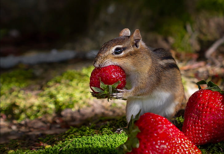 berries, strawberry, Chipmunk, lunch, rodent, HD wallpaper