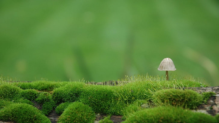 mushroom, moss, mossy, soil, nature, HD wallpaper