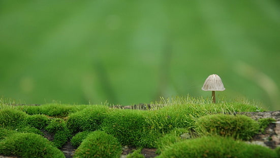 mushroom, moss, mossy, soil, nature, HD wallpaper HD wallpaper