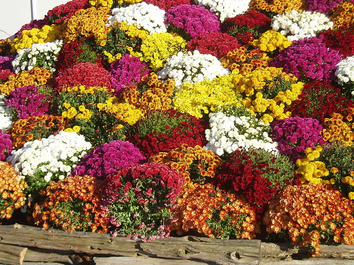 Chrysthanthemums, fall, feast for the eyes, nature palette, mums, 3d and abstract, HD wallpaper