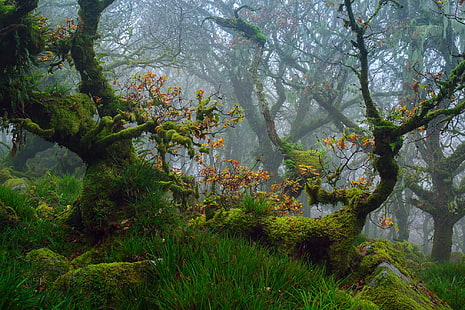 grüne Laubbäume, Pflanzen, Gras, Bäume, Moos, Wald, Grün, Nebel, HD-Hintergrundbild HD wallpaper