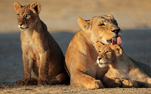 Lioness, lion cubs, family, Lioness, Lion, Cubs, Family, HD wallpaper HD wallpaper