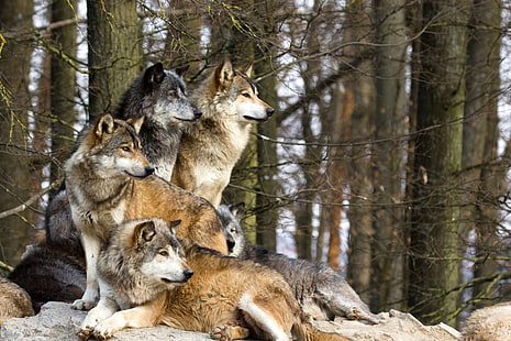 глутница вълци, животно, вълк, HD тапет HD wallpaper