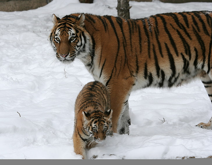 two brown tigers, cat, snow, tiger, family, pair, cub, kitty, tigress, Amur, HD wallpaper
