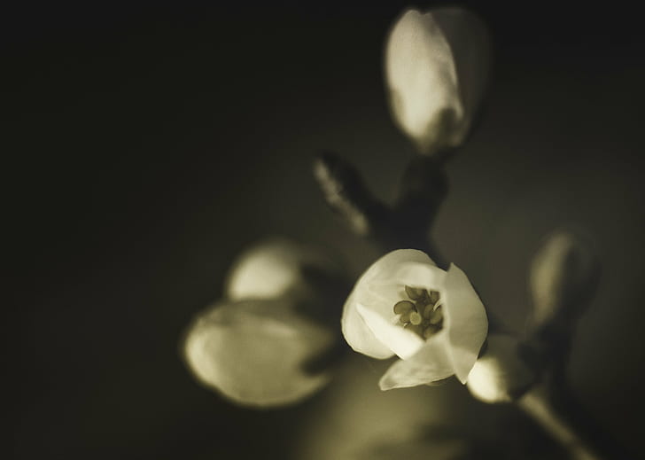 photographie de fleur blanche, mise au point peu profonde, photographie, fleur blanche, monochrome, noir et blanc, bw, nb, fleurs, fleur, macro, gros plan, nature, nikon, nikkor, fleur, plante, gros plan, pétale, printemps, orchidée, fleur, Fond d'écran HD