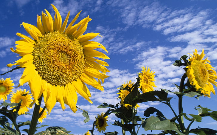 Bunga Matahari Berwarna-warni, bidang bunga matahari, berwarna-warni, bunga matahari, Wallpaper HD