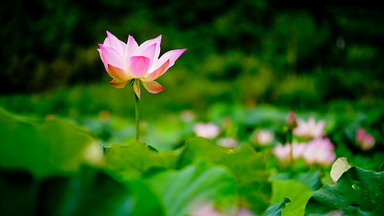 różowy i biały płatek kwiat w fotografii ostrości, lotos Lilia wodna, natura, lilia wodna, roślina, staw, płatek, kwiat Głowa, kwiat, różowy Kolor, liść, lato, botanika, piękno natury, kwiat, Tapety HD HD wallpaper