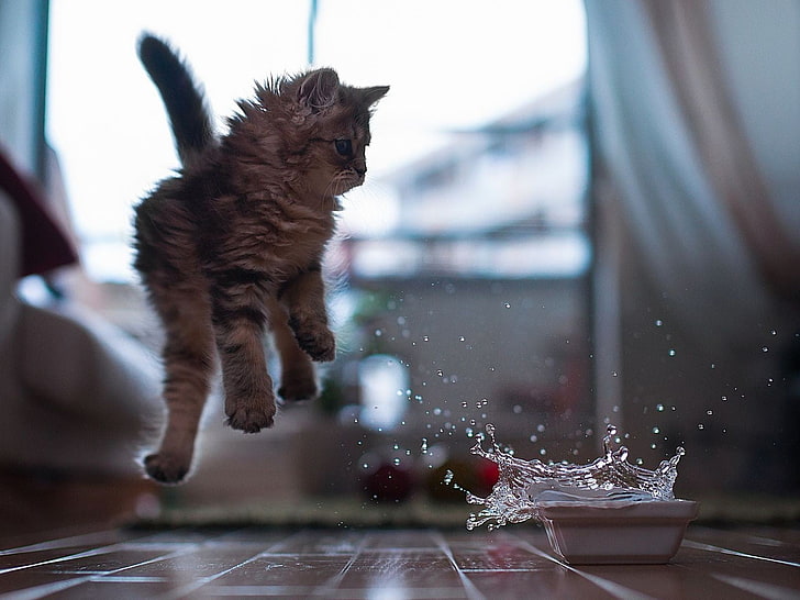 gray tabby kitten, animals, cat, jumping, splashes, water, wooden surface, Ben Torode, HD wallpaper