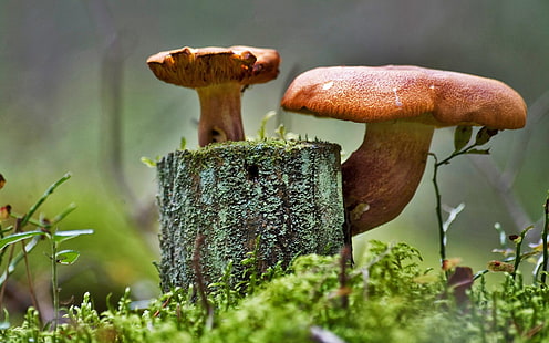 коричневый гриб, гриб, HD обои HD wallpaper