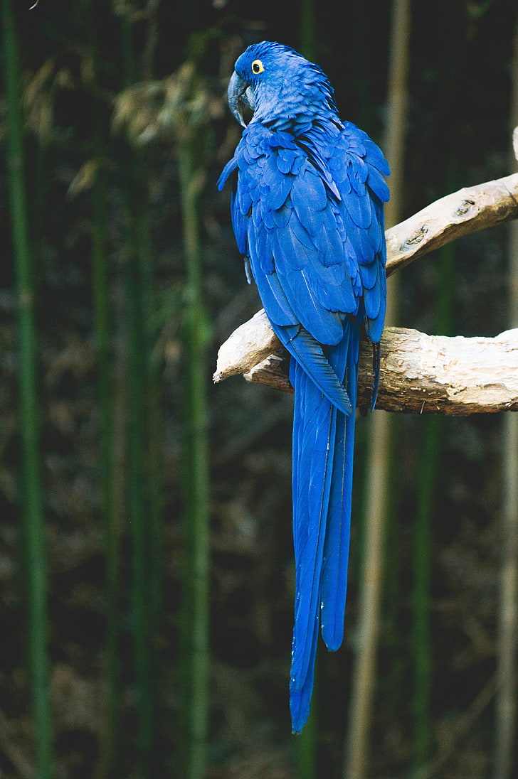 niebieska papuga, papuga, niebieski, ptak, gałąź, Tapety HD, tapety na telefon