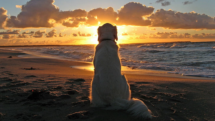 dorosły żółty labrador retriever, pies, zachód słońca, plaża, fale, chmury, głębia ostrości, słońce, zwierzęta, piasek, patrząc w dal, Tapety HD