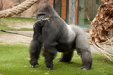 черно-серая горилла, обезьяна, горилла, самец, первенство, HD обои HD wallpaper