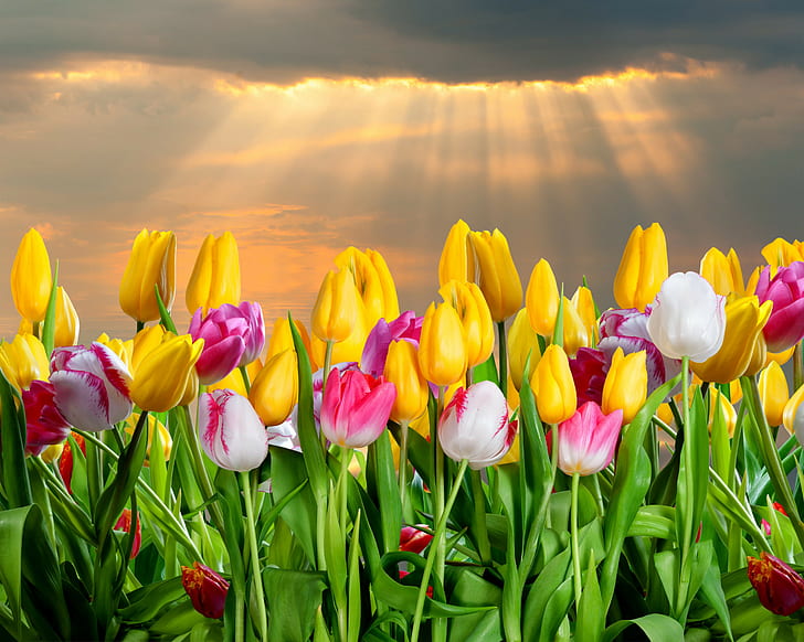 Fleurs, tulipes, 4k, 8k, HD, fleur yello, Fond d'écran HD