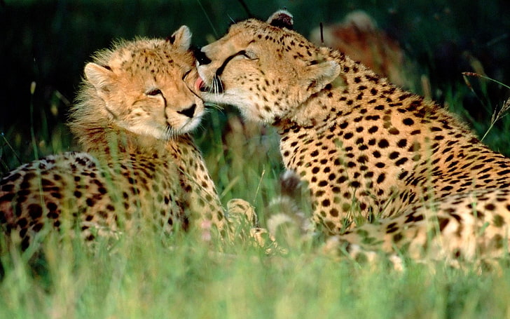 affection, animals, baby, Cheetahs, grass, kenya, HD wallpaper