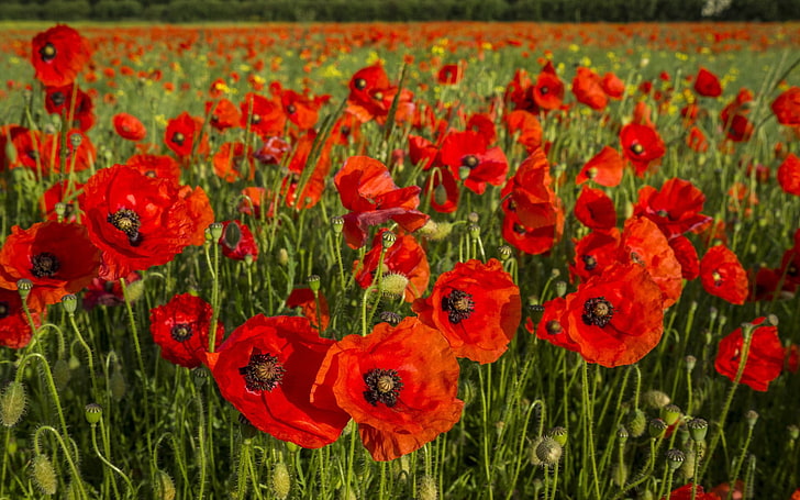 czerwone pole maku, maki, kwiaty, pole, trawa, Tapety HD