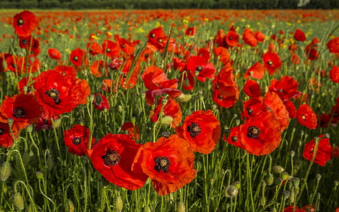 champ de fleurs de pavot rouge, coquelicots, fleurs, champ, herbe, Fond d'écran HD HD wallpaper