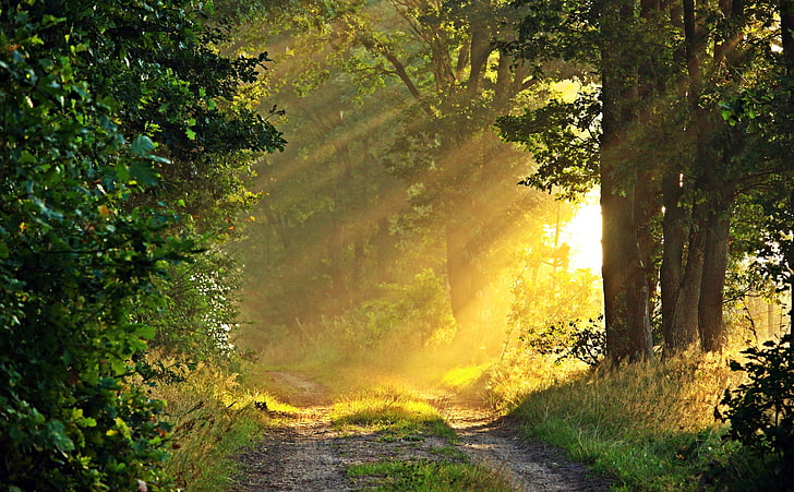 Слънчева сутрин, Горска пътека, зелени листни дървета, Природа, Гори, Есен, Дървета, Листа, Гора, Далеч, Есен, Мистично, Настроение, Ранно утро, Сутрешна светлина, HD тапет