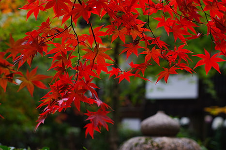 red maple leaf, branches, nature, foliage, Japan, garden, maple, red, HD wallpaper HD wallpaper