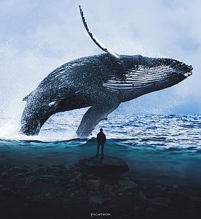 푸른 고래, 남자, 꿈, 물, 4K, HD 배경 화면 HD wallpaper