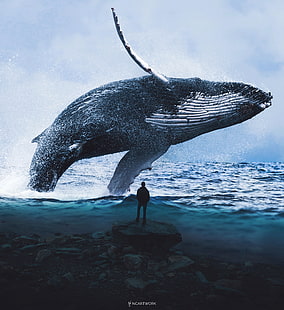 Homme, baleine bleue, 4K, rêve, eau, Fond d'écran HD HD wallpaper