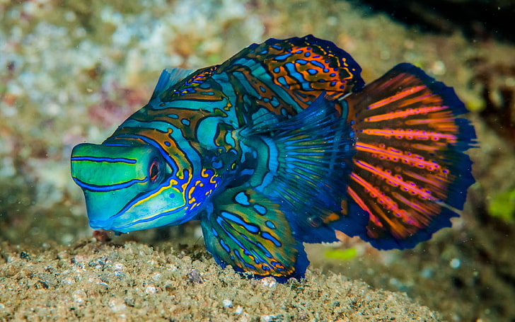 Mandarinfish Fish Is A Small Exotic Colorful Fish Of The Dragonet Aquarium Fish Family 3840×2400, HD wallpaper