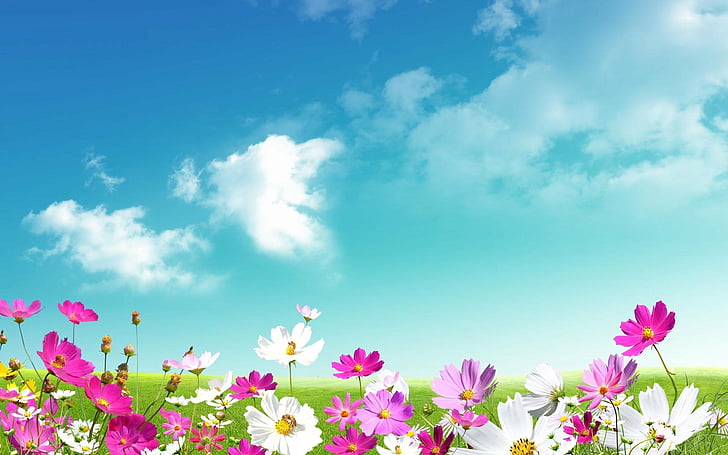 예술, 봄, 코스모스, 꽃, 잔디, 보라색 꽃, 흰 꽃, HD 배경 화면