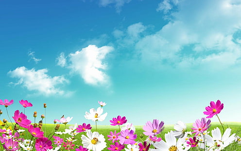 Artistic, Spring, Cosmos, Flower, Grass, Purple Flower, White Flower, HD wallpaper HD wallpaper