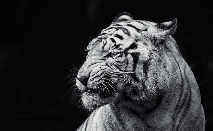 Тигр черный и белый, белый тигр, черный и белый, HD обои