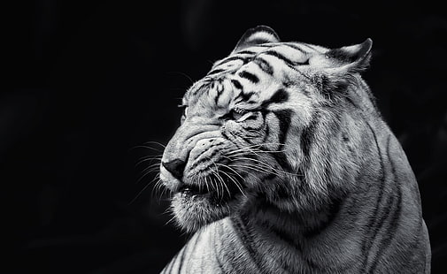 Тигр черный и белый, белый тигр, черный и белый, HD обои HD wallpaper