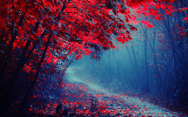 Foglie rosse foresta, strada, alberi, autunno, nebbia, pista, rosso, foglie, foresta, strada, alberi, autunno, nebbia, sentiero, Sfondo HD