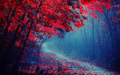 Красные листья леса, дороги, деревья, осень, туман, тропа, Красный, Листья, Лес, дороги, деревья, Осень, туман, тропа, HD обои HD wallpaper