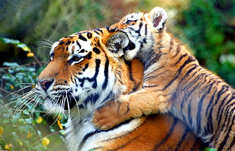 animals, tiger, cat, big cats, HD wallpaper HD wallpaper
