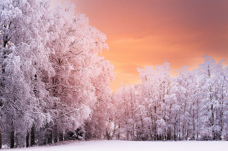 الغابة الشتوية ، غروب الشمس ، 4K، خلفية HD