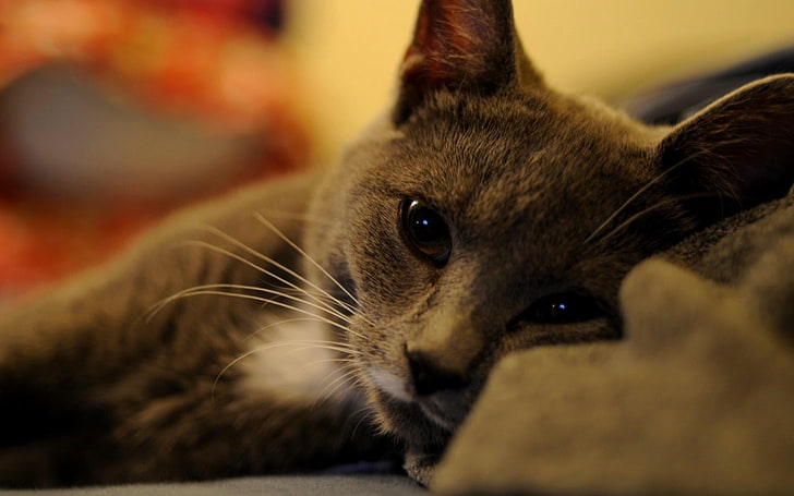 chat gris à fourrure courte, animaux, chat, Fond d'écran HD