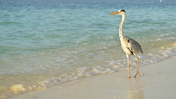 white and black egret, bird, sea, shore, long legs, walk, HD wallpaper