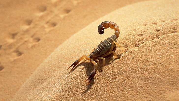 brown desert scorpion, sand, scorpion, traces, shadow, HD wallpaper